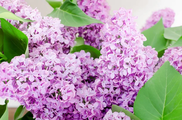 Beautiful Lilac Flowers — Stock Photo, Image