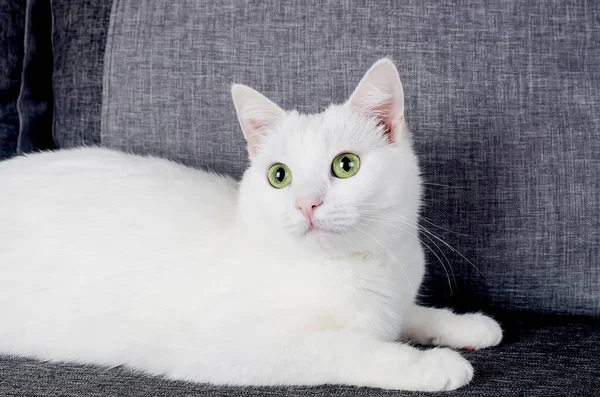 Портрет милой турецкой ангорской кошки — стоковое фото