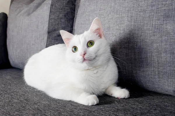 Portret van de schattige Turkse Angora kat — Stockfoto