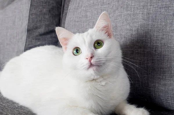 Portré aranyos török angóra macska — Stock Fotó