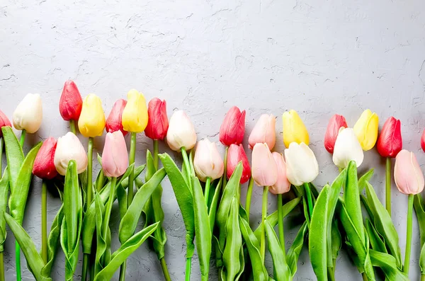 Tulipas coloridas em linha no fundo cinza — Fotografia de Stock