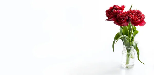 Spring flowers red tulips in glass jar on white — Stock Photo, Image