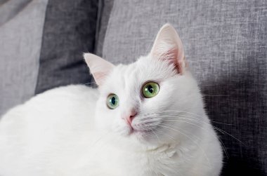 Yeşil gözlü şirin Türk Angora kedisinin portresi, 1 yıl 10 aylık, gri sof üzerinde oturuyor.