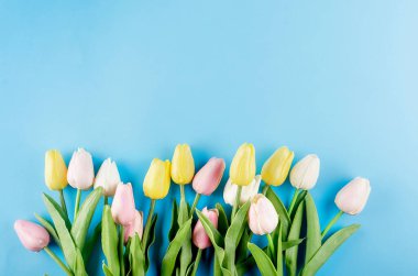 Bahar ya da tatil konsepti, mavi arka planda bir buket lale. 8 Mart, Uluslararası Kadınlar Günü, doğum günü. Boşluğu, düzlüğü, metin için yeri olan şablon düzenleme tebrik kartını kopyala,