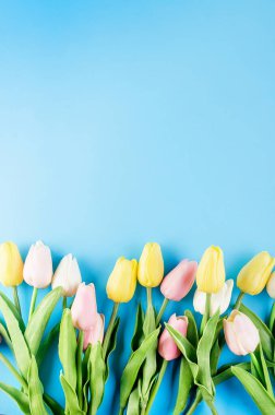 Bahar ya da tatil konsepti, mavi arka planda bir buket lale. 8 Mart, Uluslararası Kadınlar Günü, doğum günü. Boşluğu, düzlüğü, metin için yeri olan şablon düzenleme tebrik kartını kopyala,