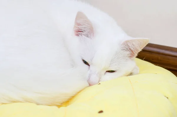 Mignon Chat Angora Turque Blanc Dormant Sur Oreiller Jaune Dans — Photo