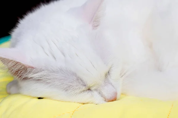 Cute White Turkish Angora Cat Schläft Auf Einem Gelben Kissen — Stockfoto