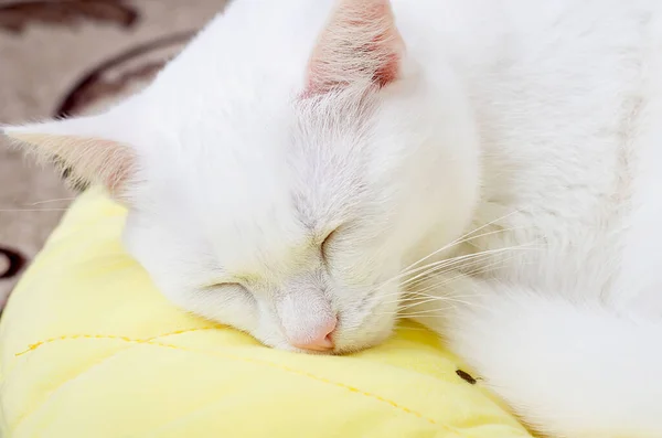 Cute White Turkish Angora Cat Schläft Auf Einem Gelben Kissen — Stockfoto