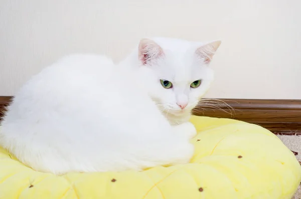 Симпатичная Белая Турецкая Angora Cat Сидит Желтой Подушке Смотрит Зелеными — стоковое фото
