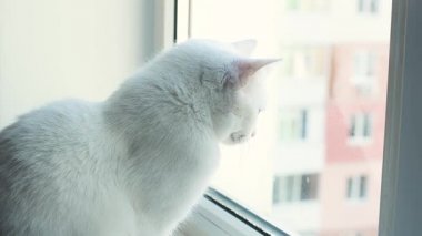 Tatlı Beyaz Türk Angora Kedisi pencere eşiğinde oturuyor ve pencereden dışarı bakıyor, kedi 1 yaşında 10 aylık., 