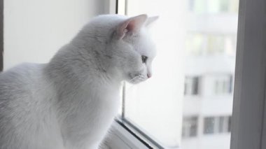 Tatlı Beyaz Türk Angora Kedisi pencere eşiğinde oturuyor ve pencereden dışarı bakıyor, kedi 1 yaşında 10 aylık., 