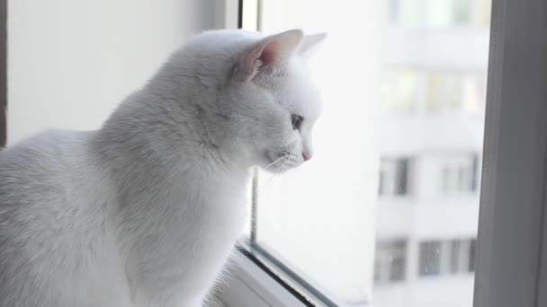 Bonito Gato Angorá Branco Branco Senta Peitoril Janela Olhando Para — Vídeo de Stock
