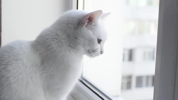 Bonito Gato Angorá Branco Branco Senta Peitoril Janela Olhando Para — Vídeo de Stock