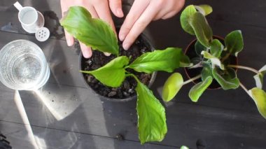 Kız, sehpadaki turba tenceresine küçük sulu bitkiler naklediyor. Ev bitkileri, bir sürü turba saksısı, dağınık toprak. Ev bahçesi kavramı ve bitkilerle ilgilenmek. Sulu nakil işlemi. 