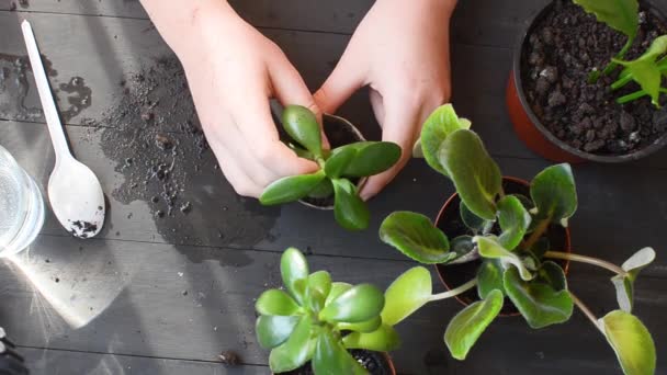 Niña Está Transplantando Plantas Mini Suculentas Una Olla Turba Mesa — Vídeo de stock