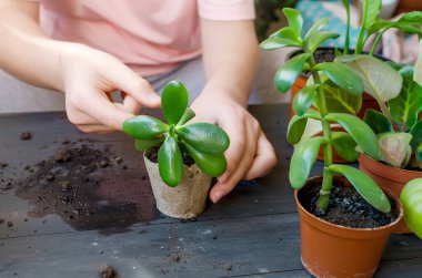 Masanın üstündeki turba kavanozunda mini sulu, nakilden sonra ev bitkileri, bir sürü turba saksısı, dağınık toprak. Ev bahçesi kavramı ve bitkilerle ilgilenmek. Sulu nakil işlemi.