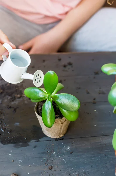 テーブルの上の泥炭鍋の中のミニ多肉植物や多くの泥炭ポット 散乱土壌を移植しました 植物のためのホームガーデンとケアの概念 多能性移植プロセス — ストック写真