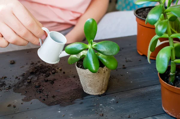 Mini Suculentas Una Maceta Turba Mesa Trasplante Afte Plantas Domésticas — Foto de Stock