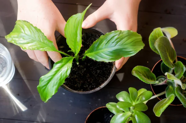 女孩在木制桌子上重新种植和照料家庭植物 家庭植物和许多泥炭罐 分散的土壤 家庭花园和植物照料的概念 体外循环移植过程 — 图库照片