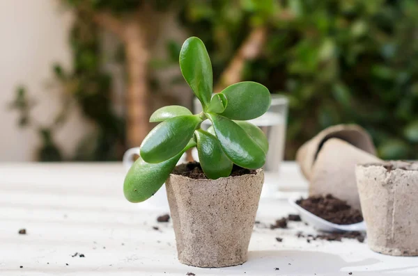 テーブルの上の泥炭鍋の中のミニ多肉植物や多くの泥炭ポット 散乱土壌を移植しました 植物のためのホームガーデンとケアの概念 多能性移植プロセス — ストック写真