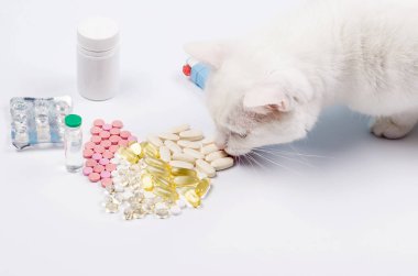 Angora beyaz kedisi bir hap yiyor. Kediler için konsept tedavi. Kedi için vitamin ya da tablet. Beyaza hayvansal besin takviyesi. Veteriner bakımı.