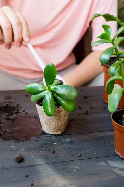 テーブルの上の泥炭鍋の中のミニ多肉植物や多くの泥炭ポット 散乱土壌を移植しました 植物のためのホームガーデンとケアの概念 多能性移植プロセス — ストック写真