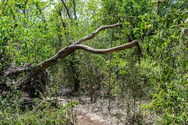 Ormandaki Droop ağacı