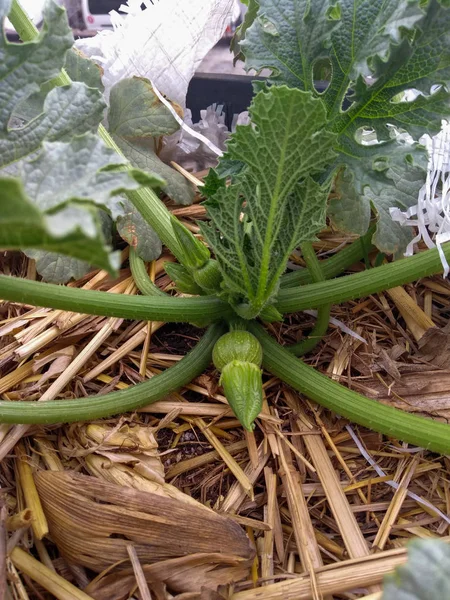 Zuquini Hidroponico