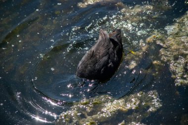 Kara Ördek başını suya sokup yiyecek arıyor.