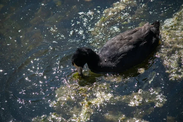黒アヒル彼の頭で水の中に食べ物を探しています — ストック写真