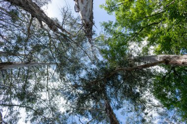 Farklı türde ağaçların altından görünüm
