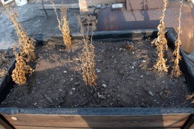 Dirty and neglected urban garden with some dead lettuce plant in it clipart