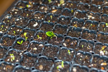 Yatak odasında yanlış büyüyen marul bitkisi.