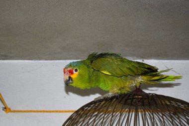 yeşil muhabbet kuşu kafesinde kameraya bakıyor.