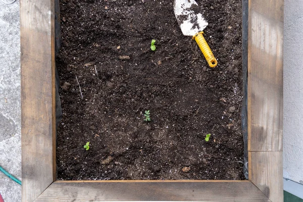 Grow Bed Whit Some Things Plants Growing — Stock Photo, Image