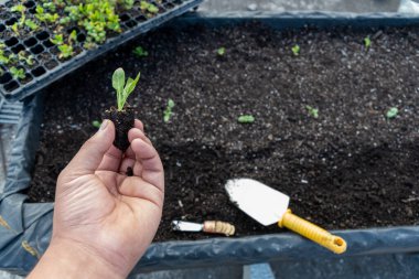 Elinde büyüyen bir ıspanak bitkisi ve arka planda büyüyen bir yatak var.