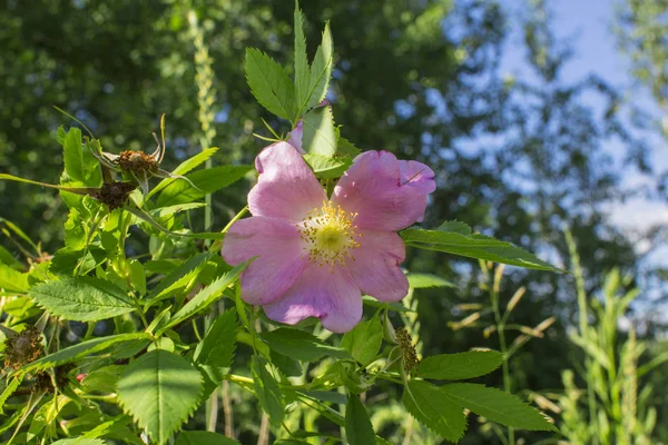 Close-up de uma rosa rosa rosa flor quadris contra um fundo de árvores verdes e céu azul — Fotografia de Stock