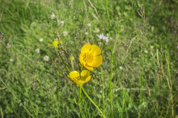 Γκρο πλαν κίτρινο λουλούδι Ranunculus acrys στο φόντο των πράσινο γρασίδι — Φωτογραφία Αρχείου