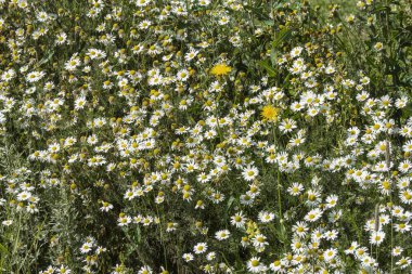 Papatya alan, birçok küçük beyaz yaprakları ve bir çayır üzerinde sarı stamens çiçekler