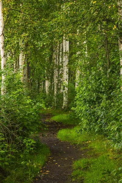 Sentier forestier parmi les arbres verts sur fond de bouleaux — Photo