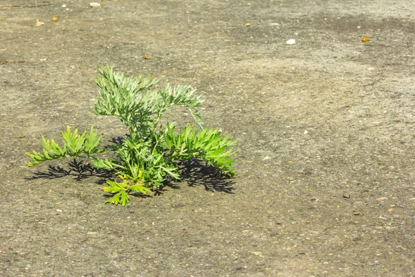 Asfalt genç bitki yetişir yeşil