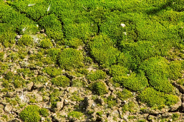 Moss, taş, doğa arka planda kalıp dokusuna