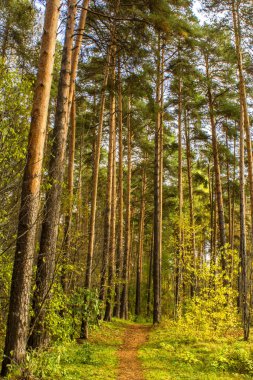 bir yolu bir çam ormanı içinde dikey bir kadeh. uzun boylu ağaçlar. yeşillik. Sonbahar.