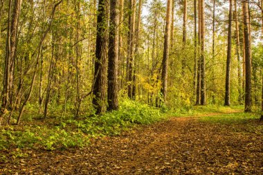 Çam ormanı orman yolunda sonbahar yaprakları ile kaplıdır.