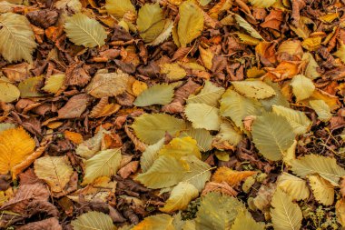 Düşen sonbahar yapraklarından yapılmış renkli ve parlak arkaplan