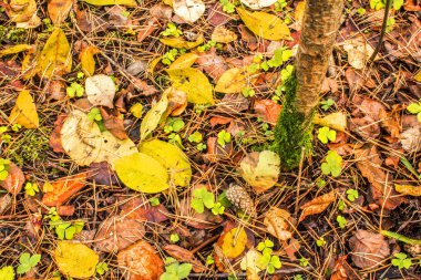 Sonbahar ormanında sonbahar düşen yapraklarla kaplı zemin üzerinde topak yalan