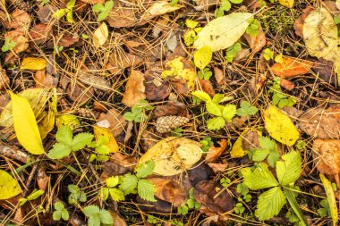 Sonbahar ormanında sonbahar düşen yapraklarla kaplı zemin üzerinde topak yalan