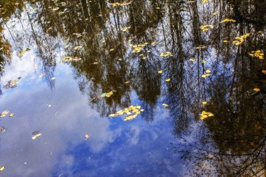 yansıma, ağaç ve Orman Gölü su mavi gökyüzünde