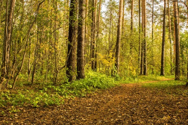 Çam ormanı orman yolunda sonbahar yaprakları ile kaplıdır.