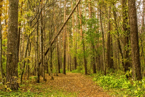 Çam ormanı orman yolunda sonbahar yaprakları ile kaplıdır.